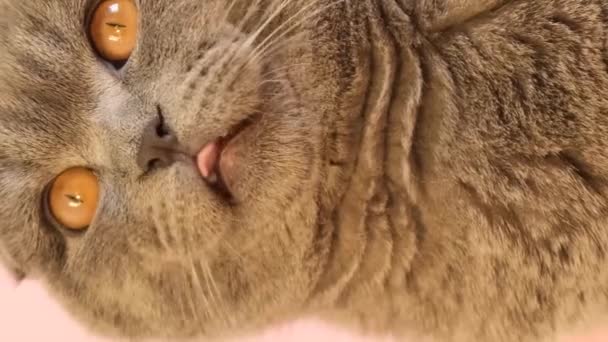 Chlupatá krátkosrstá šedá kočka na světle růžovém pozadí. Hladová kočka si olizuje jazyk. Legrační mazlíčci. Svislé video - Záběry, video