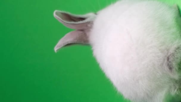 Chlupatý králík se plazí ve studiu na zeleném pozadí. Králík pozadu. Střílení domácích mazlíčků. Králík hledá jídlo. Svislé video - Záběry, video