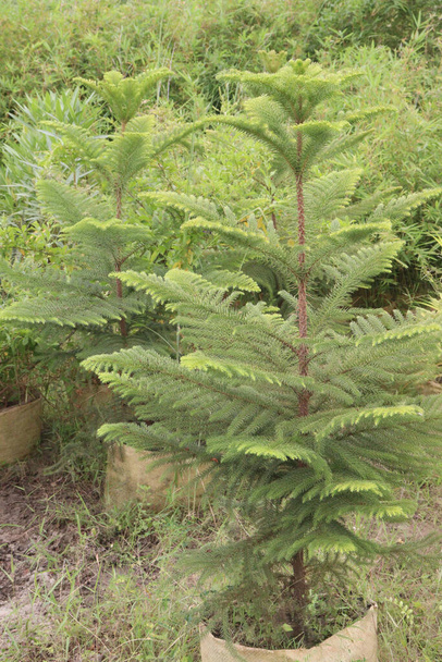 Norfolk Island pine plant on farm for sell are cash crops - Photo, Image