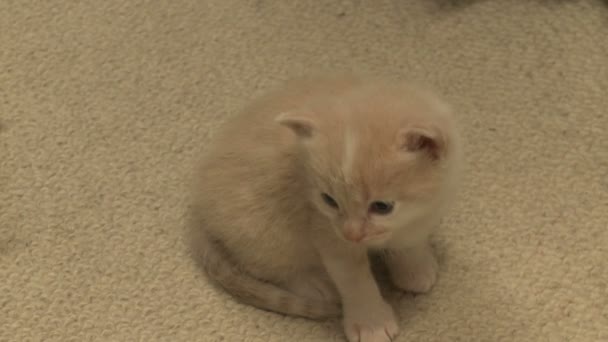 mládě koty - Záběry, video