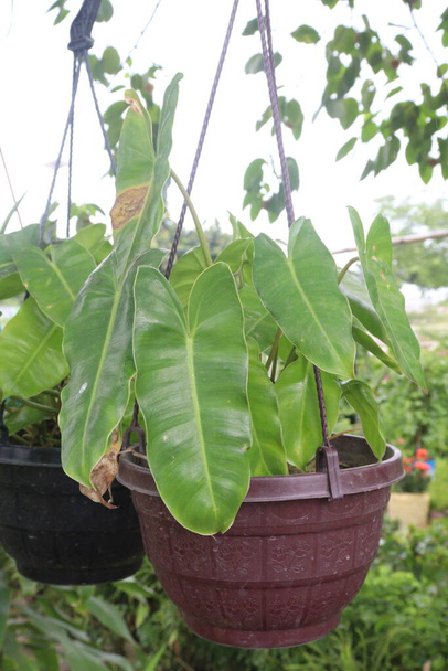 Филодендрон ругосум дерево на виселице горшок на ферме для продажи являются товарные культуры - Фото, изображение