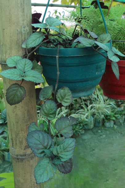 Episcia cupreata plante en feuilles sur pot suspendu à la ferme pour la vente sont des cultures de rente - Photo, image