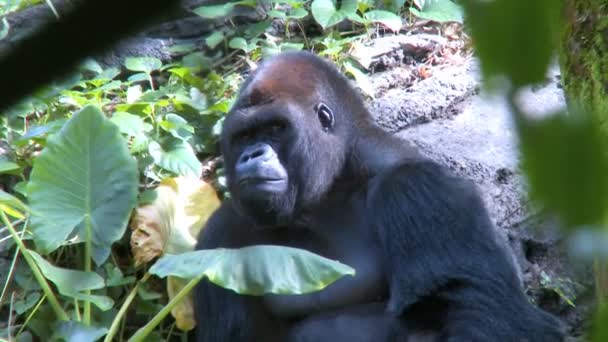 Gorilla sitzt im Schatten - Filmmaterial, Video