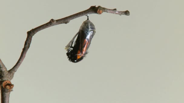 Papillon monarque émergeant de la chrysalide
 - Séquence, vidéo