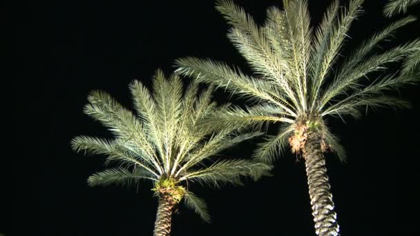 palmiers nuit droite
 - Séquence, vidéo