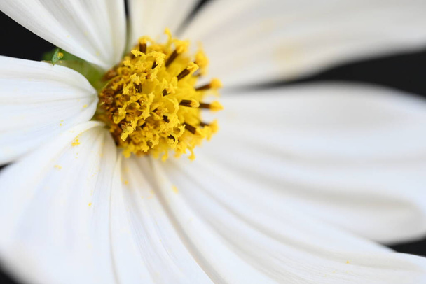 fehér kozmosz virág sötét háttér - Fotó, kép