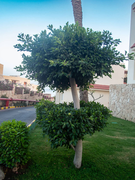 Palmeras en el territorio del hotel egipcio - Foto, Imagen