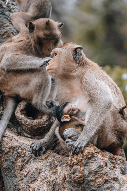 Makakowe małpy i małpka w Phetchaburi Tajlandia Azja. Wysokiej jakości zdjęcie - Zdjęcie, obraz