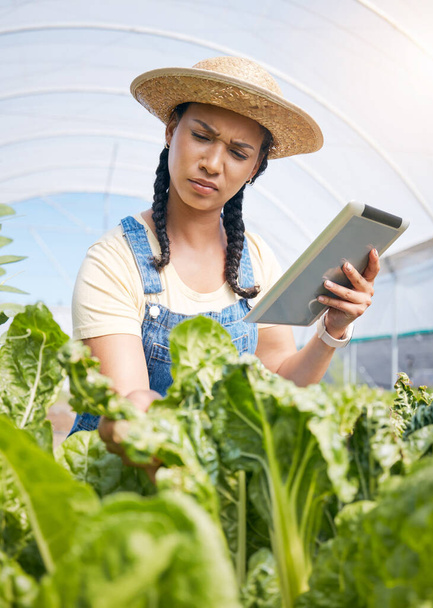 温室植物,成長検査,農業における野菜開発のための農民,思考,タブレット. 食糧または庭の進歩のための農業,品質保証およびデジタル技術の若い女性. - 写真・画像