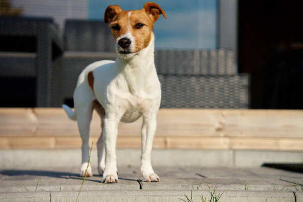 Paseos para perros en la terraza de la casa suburbana en el día de verano. Adorable mascota posando afuera. Lindo retrato de Jack Russell terrier. - Foto, imagen