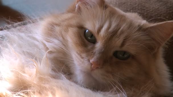 macska pihenő - Felvétel, videó