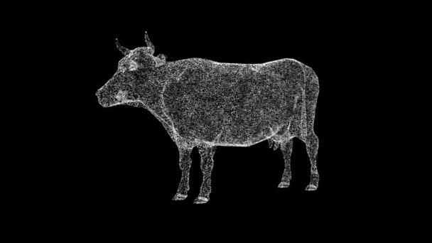 Vaca 3D gira sobre fondo negro. Concepto de granja y animales domésticos. Producción de carne y leche. Fondo de publicidad empresarial. Por título, texto, presentación. animación 3d 60 FPS - Metraje, vídeo
