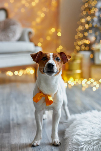 Joyeux Noël et bonne année. Le chien Jack Russell Terrier en nœud papillon orange dans un intérieur de fête. Jack Russell Terrier mignon et drôle attend les vacances à la maison. - Photo, image