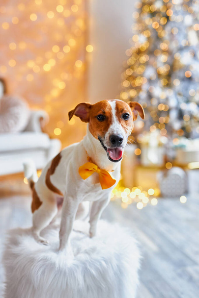 メリークリスマスとハッピーニューイヤー。 ジャック・ラッセル・テリア犬は,お祝いの家のインテリアでオレンジの弓のネクタイをしています. かわいいと面白いジャックラッセルテリアは自宅で休日を待っています. - 写真・画像