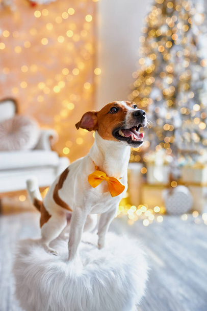 Wesołych Świąt i szczęśliwego Nowego Roku. Pies Jack Russell Terrier w świątecznym wnętrzu domu. Słodki i zabawny Jack Russell Terrier czeka na wakacje w domu. - Zdjęcie, obraz