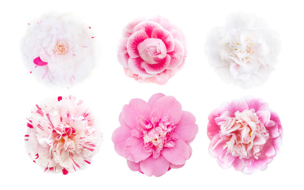 Conjunto de flores de camelia rosa y blanca y bicolor aisladas en blanco. Camellia japonica - Foto, imagen
