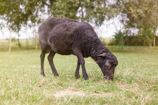 moutons ouessant brun fraîchement molletonné dans la prairie - Photo, image