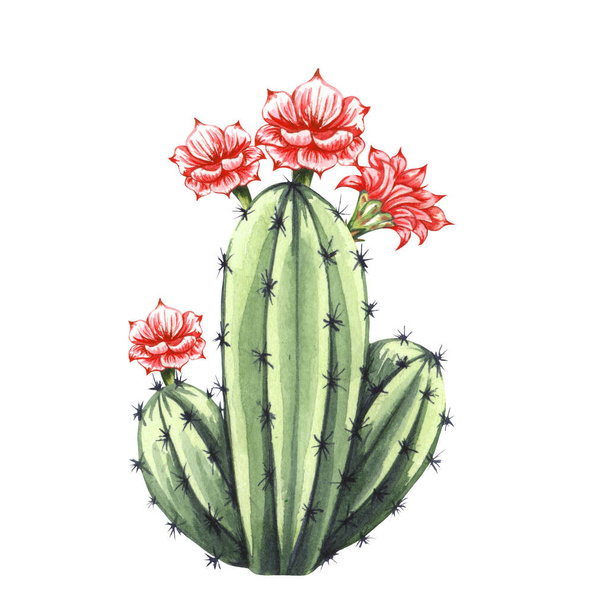 Watrcolor hand drawn realistic cactus illustration. Botanical Echinocereus triglochidiatus with flower isolated on white. - Photo, Image