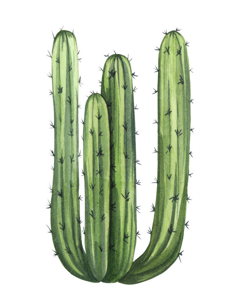 Watrcolor käsin piirretty realistinen kaktus kuva. Kasvitieteellinen Meksikon jättiläinen kaktus eristetty valkoinen. - Valokuva, kuva