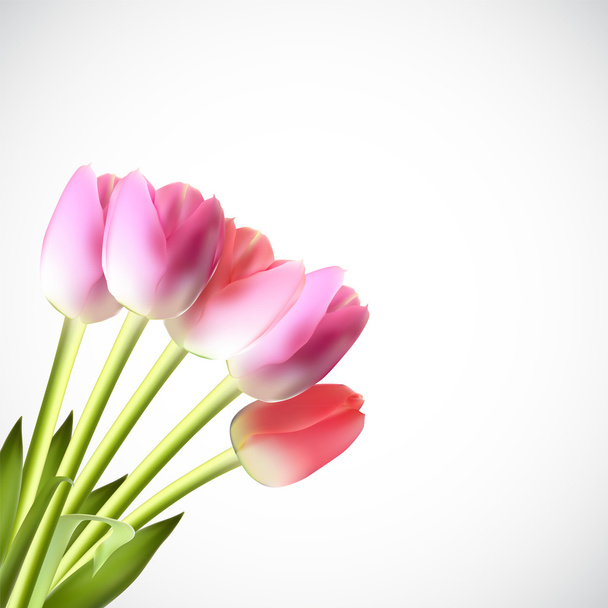 Розовый вектор тюльпанов
 - Вектор,изображение