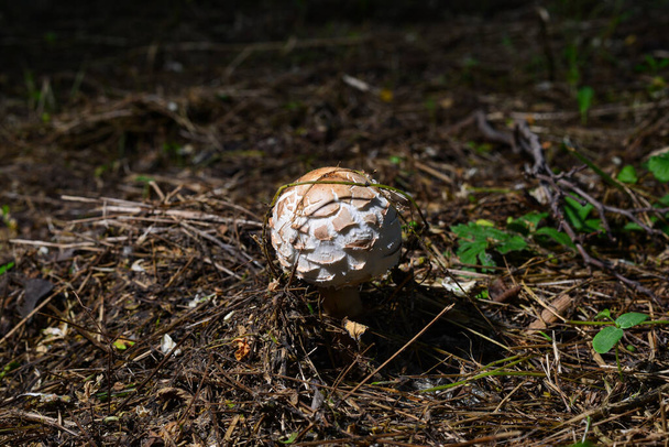 Young mushroom umbrella in the forest. Close-up. - Photo, Image