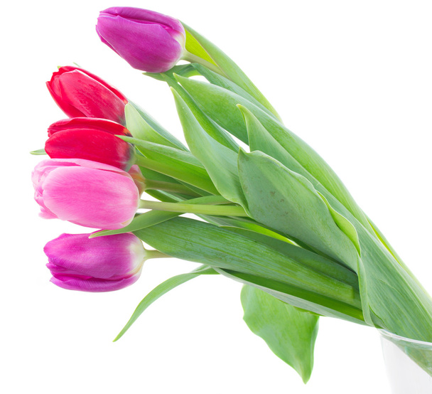 bouquet of  red and purple  tulip flowers - Photo, image