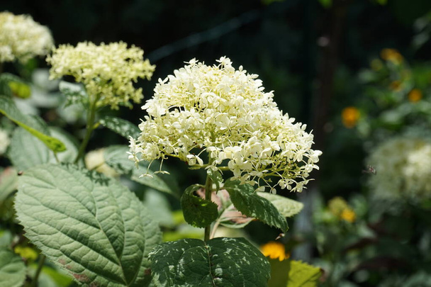 Hydrangea arborescens blooms in July. Hydrangea arborescens, smooth hydrangea, wild hydrangea, sevenbark, or in some cases, sheep flower, is a species of flowering plant in the family Hydrangeaceae. Berlin, Germany    - Photo, Image
