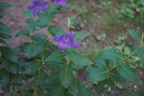 Platycodon grandiflorus blooms in July. Platycodon grandiflorus, balloon flower, Chinese bellflower, or platycodon is a species of herbaceous flowering perennial plant of the family Campanulaceae. Berlin, Germany - Photo, Image