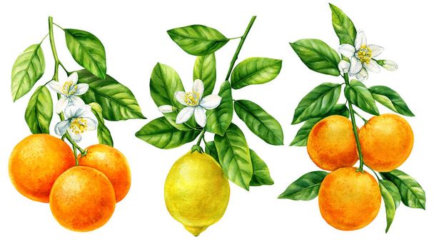 緑の葉の枝,隔離された白い背景の花,水彩画,植物絵画,柑橘類のフルーツ,オレンジ,レモン,タンジェリンセット. 高品質のイラスト - 写真・画像