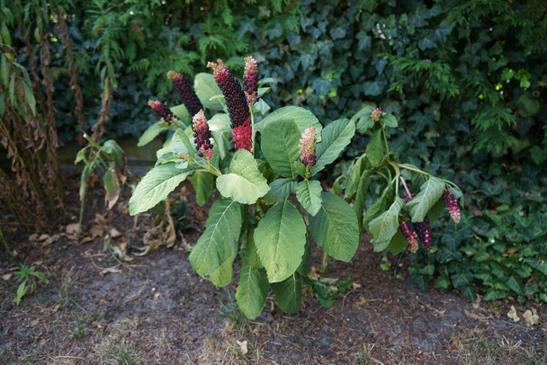 Phytolacca acinosa cresce a luglio. La Phytolacca acinosa (Phytolacca acinosa Linnaeus, 1758) è una pianta della famiglia delle Phytolaccaceae. Berlino, Germania - Foto, immagini