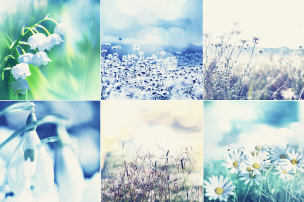 Colagem de flores de primavera
 - Foto, Imagem