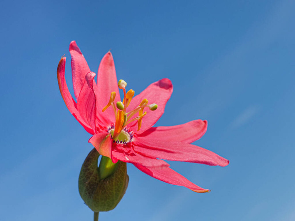 Πασσιφλόρα μίξη, φωτεινό ροζ μεγάλο λουλούδι κατά του μπλε ουρανού, κοντά. το Curuba ή Tacsonia είναι ένα πολυετές φυτό αναπαραγωγής και ανθοφορίας της οικογένειας Passifloraceae. - Φωτογραφία, εικόνα