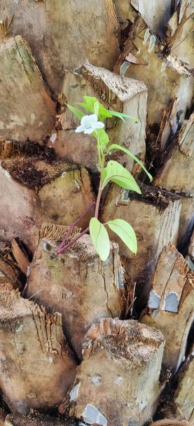 Bir odun yığınından büyüyen bir bitkinin fotoğrafı, arka planda ağaç olan bir odun yığınından büyüyen bir saksı.. - Fotoğraf, Görsel
