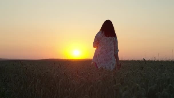 Una bella donna cammina attraverso un campo di grano al tramonto. Concetto di romanticismo alla luce del sole, tenerezza nella natura. Filmati 4k di alta qualità - Filmati, video