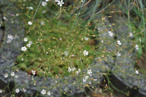 Petrorhagia saxifraga fiorisce nel mese di luglio. La Petrorhagia saxifraga, fiore tunica o fiore cappotto, è una piccola pianta erbacea fiorita della famiglia delle Caryophyllaceae. Berlino, Germania  - Foto, immagini