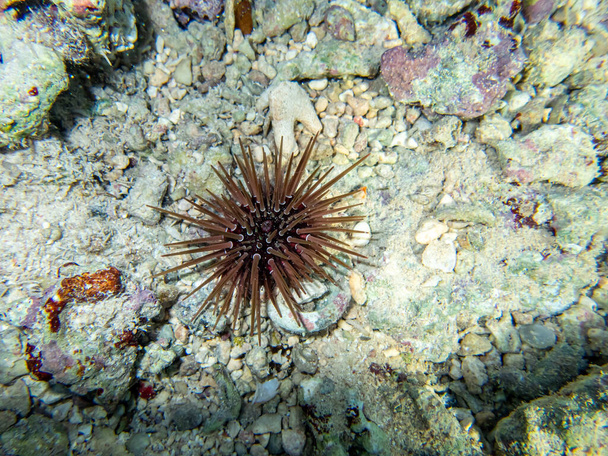 Θαλασσινός αχινός στον πυθμένα ενός κοραλλιογενή υφάλου στην Ερυθρά Θάλασσα - Φωτογραφία, εικόνα