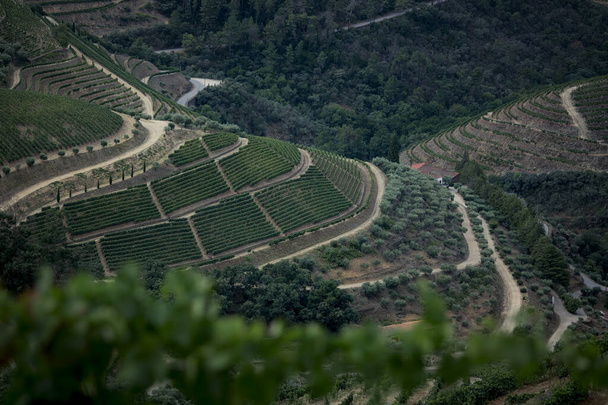 Una vista de los viñedos verdes Valle del Duero en Portugal. - Foto, Imagen