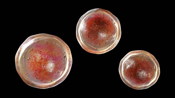 Еммонієві мікроскопічні патогенні гриби, стадія адіаспори, 3D ілюстрація. Збудник адіаспіромікозу легеневих захворювань у дрібних тварин і рідко у людей - Фото, зображення
