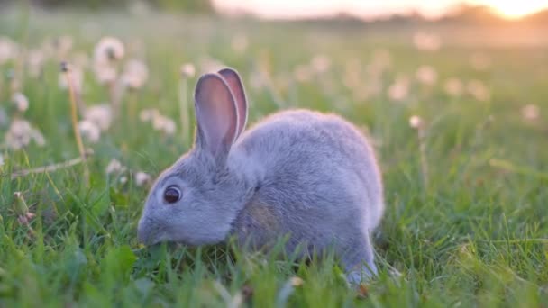 Un hermoso conejito gris en un prado verde come hierba. Conejo en el campo. - Metraje, vídeo