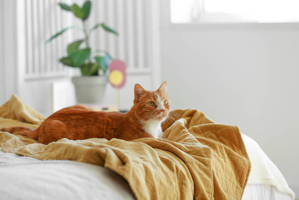 Yatak odasındaki battaniyenin üzerinde yatan sevimli kırmızı kedi. - Fotoğraf, Görsel