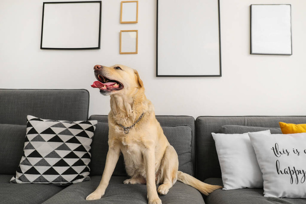 Милая собака-лабрадор сидит дома на диване - Фото, изображение