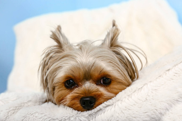 Cute small Yorkshire terrier dog lying on armchair in room near blue wall - Photo, Image