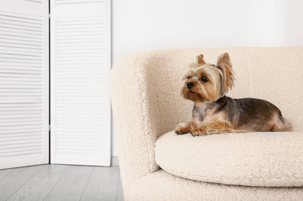 Симпатичний маленький йоркширський тер'єр собака лежить на дивані в кімнаті - Фото, зображення