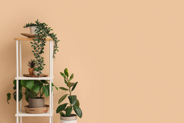Unidad de estanterías con plantas de interior y cactus cerca de la pared beige - Foto, imagen