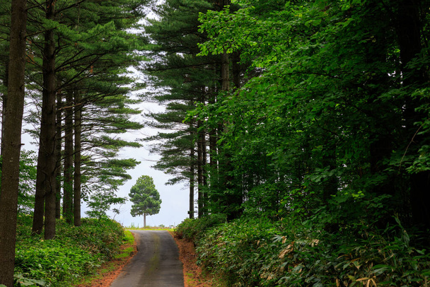 pad wegen in groen bos - Foto, afbeelding