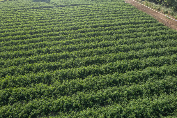 Plantacja pomidorów w paski, nawadniana. przez zrzut, widok z lotu ptaka, wiadukt - Zdjęcie, obraz