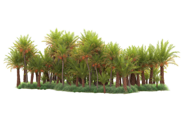 Arreglo forestal tropical aislado sobre fondo. representación 3d - ilustración - Foto, imagen