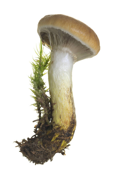 Slimy spike-cap, Gomphidius glutinosus isolated on white background, this mushroom is edible - Photo, Image