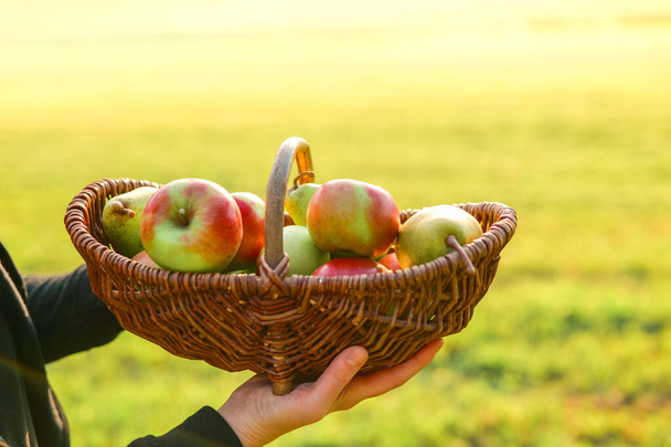 Φθινοπωρινή συγκομιδή μήλων και αχλαδιών. αφθονία φρούτων σε ένα ψάθινο καλάθι στα χέρια στον κήπο του φθινοπώρου στον ήλιο.Συλλογή φθινοπωρινών φρούτων.. - Φωτογραφία, εικόνα