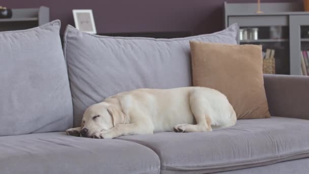 Güzel beyaz labrador retriever modern oturma odasındaki yumuşak gri kanepede uyuyor. - Video, Çekim